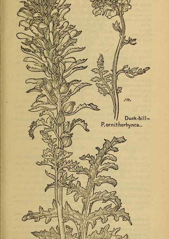 Reproducción/Reproduction 46853193781: Field book of western wild flowers /. New York :Putnam,1915.. 