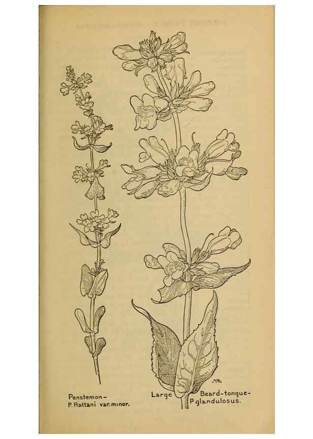 Reproducción/Reproduction 39888314313: Field book of western wild flowers /. New York :Putnam,1915.. 