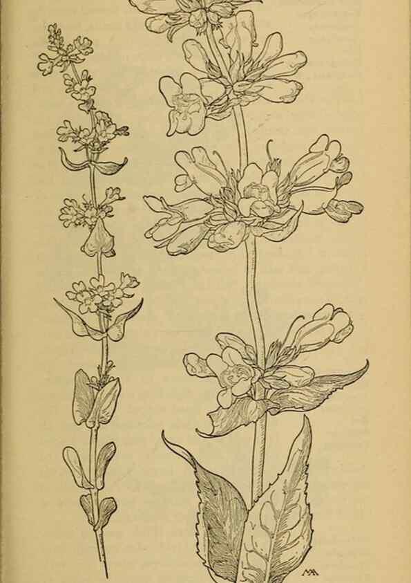 Reproducción/Reproduction 39888314313: Field book of western wild flowers /. New York :Putnam,1915.. 