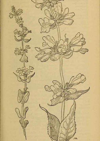 Reproducción/Reproduction 39888314313: Field book of western wild flowers /. New York :Putnam,1915.. 