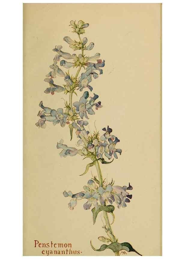 Reproducción/Reproduction 46801117452: Field book of western wild flowers /. New York :Putnam,1915.. 