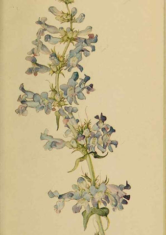 Reproducción/Reproduction 46801117452: Field book of western wild flowers /. New York :Putnam,1915.. 