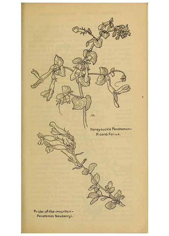 Reproducción/Reproduction 39888317903: Field book of western wild flowers /. New York :Putnam,1915.. 