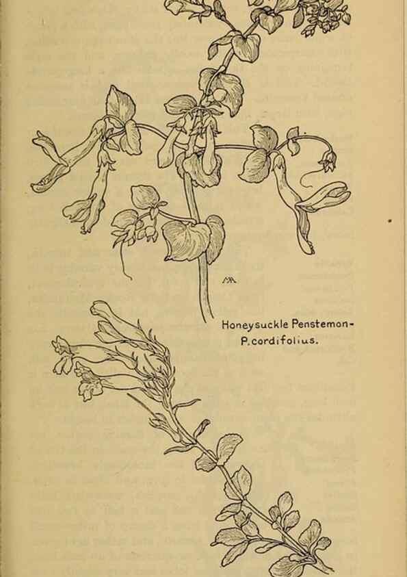 Reproducción/Reproduction 39888317903: Field book of western wild flowers /. New York :Putnam,1915.. 