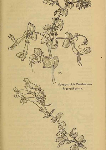 Reproducción/Reproduction 39888317903: Field book of western wild flowers /. New York :Putnam,1915.. 