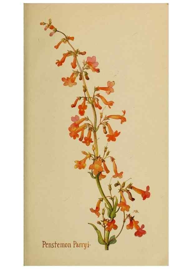 Reproducción/Reproduction 46128141874: Field book of western wild flowers /. New York :Putnam,1915.. 