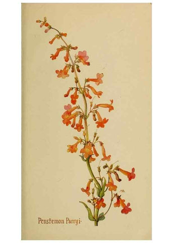 Reproducción/Reproduction 46128141874: Field book of western wild flowers /. New York :Putnam,1915.. 