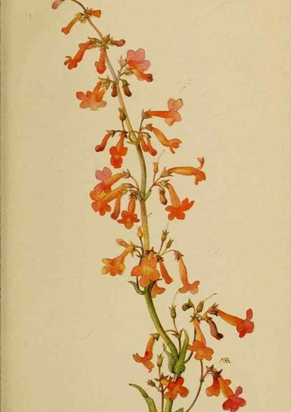 Reproducción/Reproduction 46128141874: Field book of western wild flowers /. New York :Putnam,1915.. 
