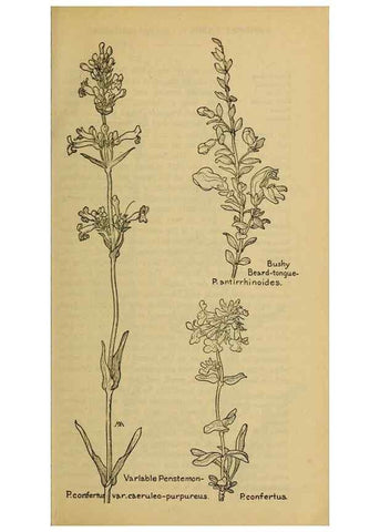 Reproducción/Reproduction 45938585465: Field book of western wild flowers /. New York :Putnam,1915.. 