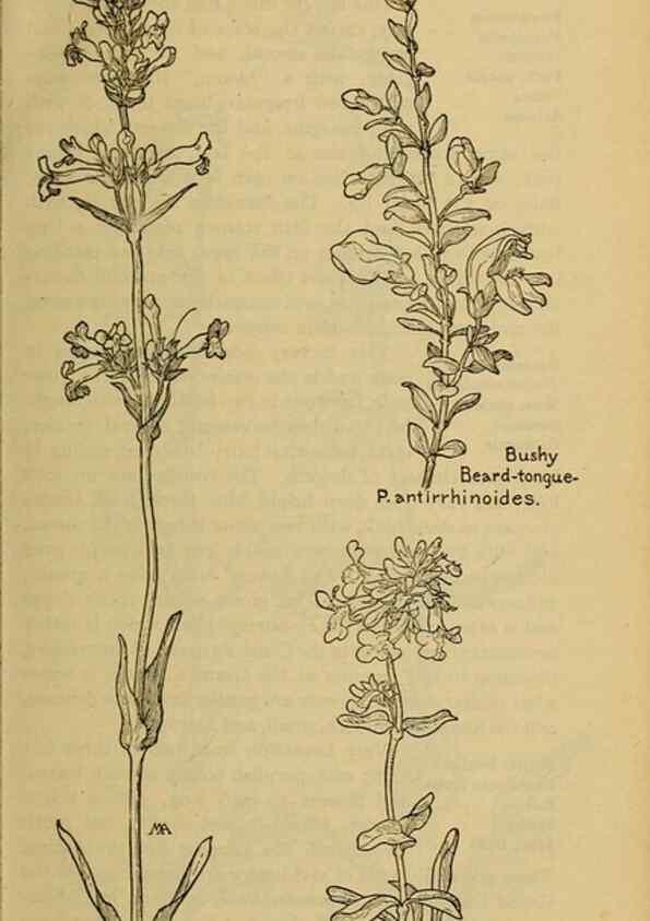 Reproducción/Reproduction 45938585465: Field book of western wild flowers /. New York :Putnam,1915.. 