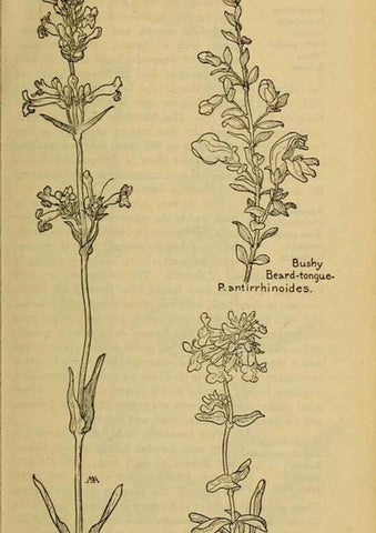 Reproducción/Reproduction 45938585465: Field book of western wild flowers /. New York :Putnam,1915.. 