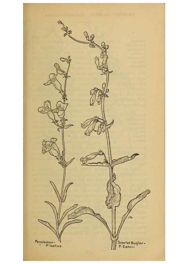 Reproducción/Reproduction 31911894987: Field book of western wild flowers /. New York :Putnam,1915.. 