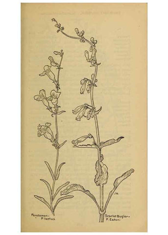 Reproducción/Reproduction 31911894987: Field book of western wild flowers /. New York :Putnam,1915.. 