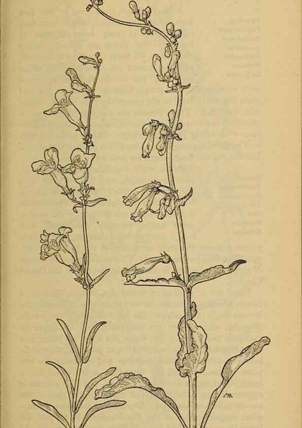 Reproducción/Reproduction 31911894987: Field book of western wild flowers /. New York :Putnam,1915.. 