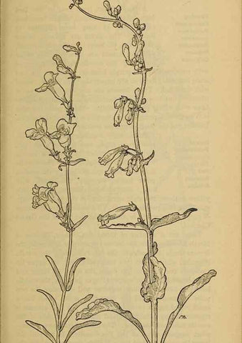 Reproducción/Reproduction 31911894987: Field book of western wild flowers /. New York :Putnam,1915.. 