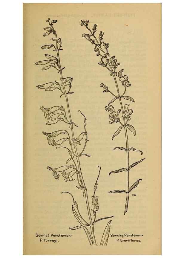 Reproducción/Reproduction 46853186541: Field book of western wild flowers /. New York :Putnam,1915.. 