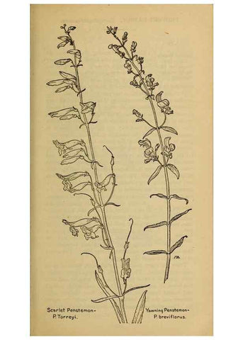 Reproducción/Reproduction 46853186541: Field book of western wild flowers /. New York :Putnam,1915.. 