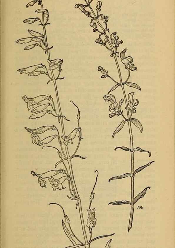 Reproducción/Reproduction 46853186541: Field book of western wild flowers /. New York :Putnam,1915.. 