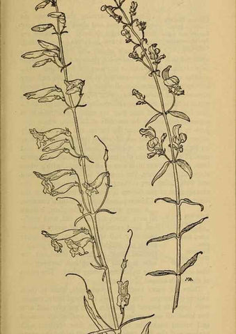 Reproducción/Reproduction 46853186541: Field book of western wild flowers /. New York :Putnam,1915.. 