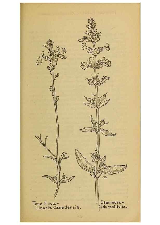 Reproducción/Reproduction 32977841068: Field book of western wild flowers /. New York :Putnam,1915.. 