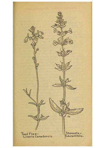 Reproducción/Reproduction 32977841068: Field book of western wild flowers /. New York :Putnam,1915.. 