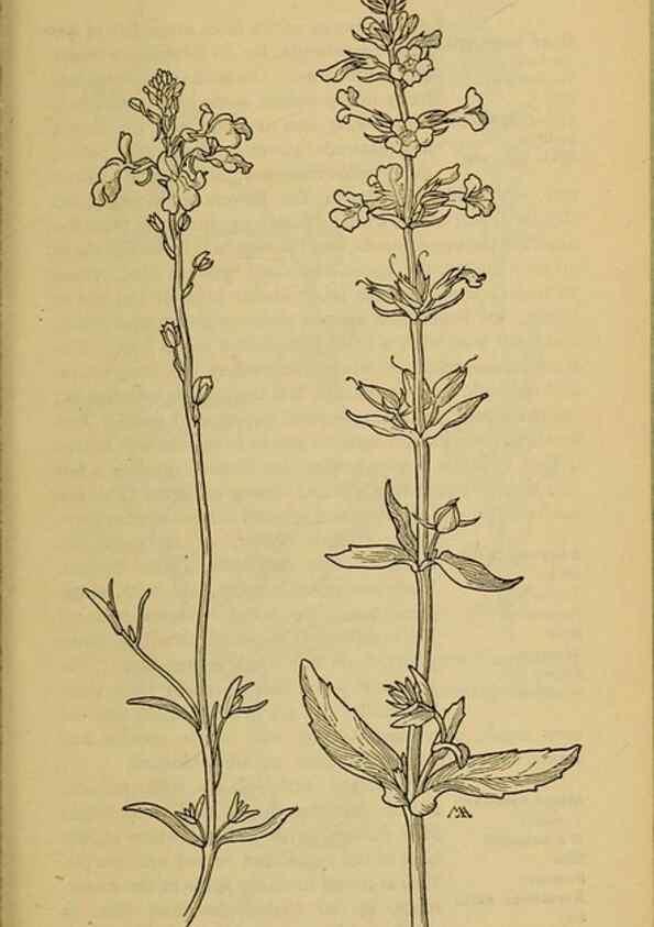 Reproducción/Reproduction 32977841068: Field book of western wild flowers /. New York :Putnam,1915.. 