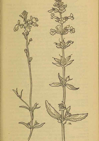 Reproducción/Reproduction 32977841068: Field book of western wild flowers /. New York :Putnam,1915.. 