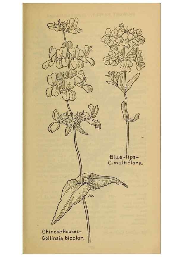 Reproducción/Reproduction 31911897627: Field book of western wild flowers /. New York :Putnam,1915.. 