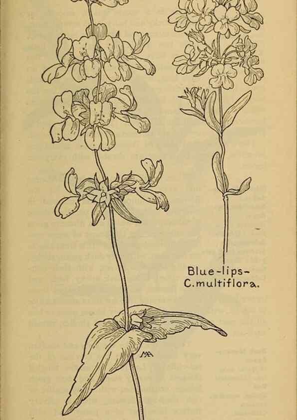 Reproducción/Reproduction 31911897627: Field book of western wild flowers /. New York :Putnam,1915.. 