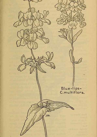 Reproducción/Reproduction 31911897627: Field book of western wild flowers /. New York :Putnam,1915.. 