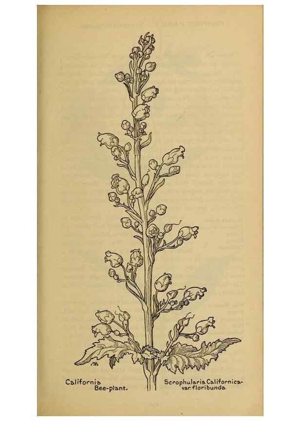 Reproducción/Reproduction 39888321683: Field book of western wild flowers /. New York :Putnam,1915.. 
