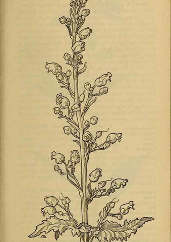 Reproducción/Reproduction 39888321683: Field book of western wild flowers /. New York :Putnam,1915.. 