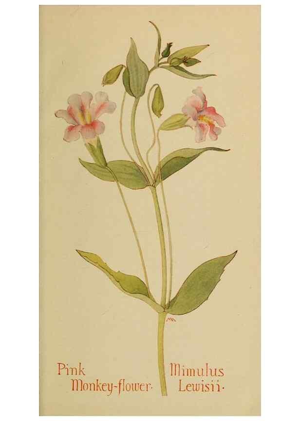 Reproducción/Reproduction 32977850038: Field book of western wild flowers /. New York :Putnam,1915.. 