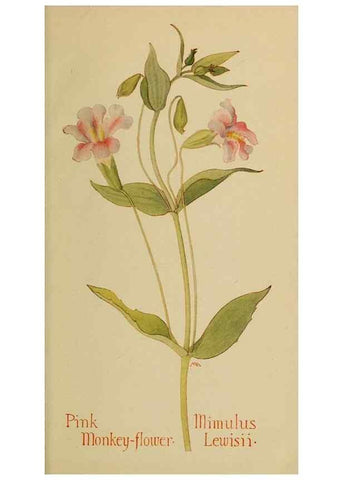 Reproducción/Reproduction 32977850038: Field book of western wild flowers /. New York :Putnam,1915.. 