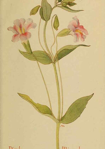 Reproducción/Reproduction 32977850038: Field book of western wild flowers /. New York :Putnam,1915.. 