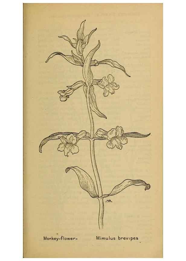 Reproducción/Reproduction 31911902247: Field book of western wild flowers /. New York :Putnam,1915.. 