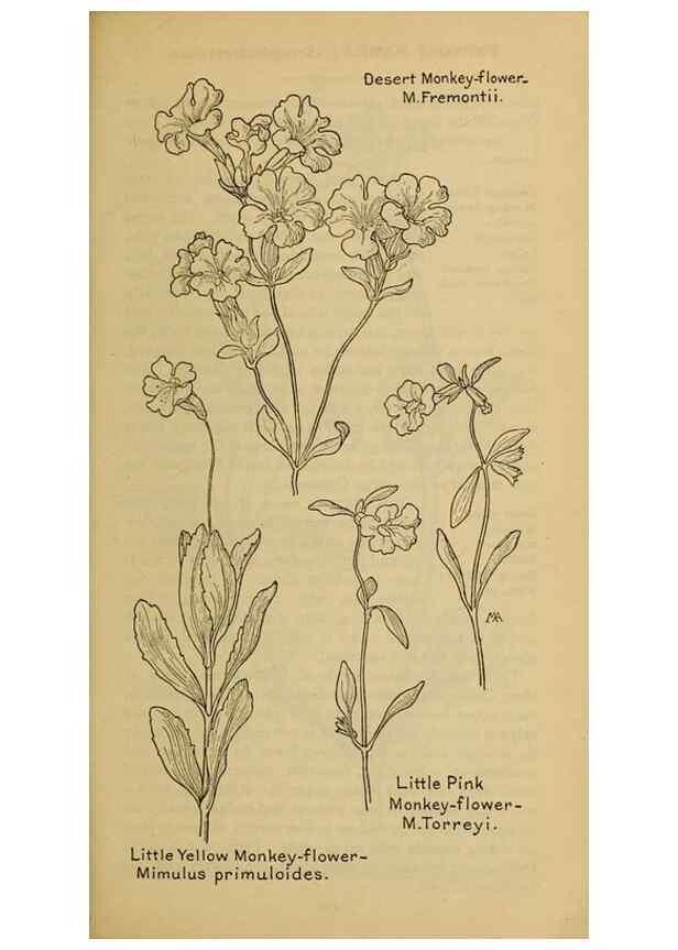 Reproducción/Reproduction 46128152914: Field book of western wild flowers /. New York :Putnam,1915.. 