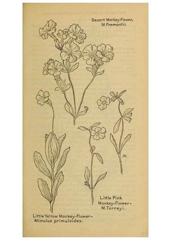 Reproducción/Reproduction 46128152914: Field book of western wild flowers /. New York :Putnam,1915.. 