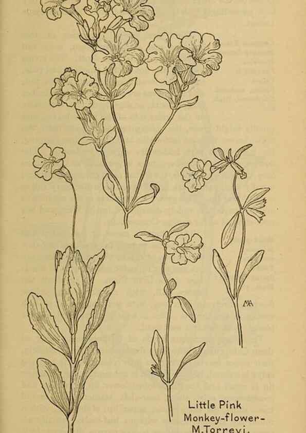 Reproducción/Reproduction 46128152914: Field book of western wild flowers /. New York :Putnam,1915.. 