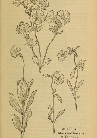 Reproducción/Reproduction 46128152914: Field book of western wild flowers /. New York :Putnam,1915.. 