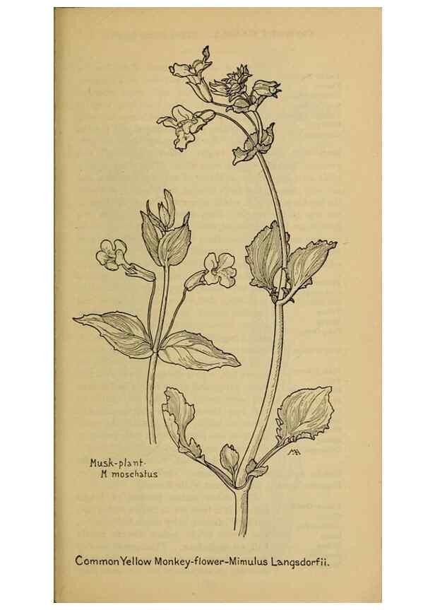 Reproducción/Reproduction 45938592785: Field book of western wild flowers /. New York :Putnam,1915.. 