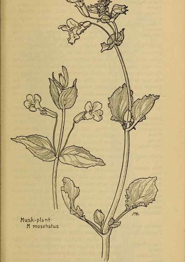 Reproducción/Reproduction 45938592785: Field book of western wild flowers /. New York :Putnam,1915.. 