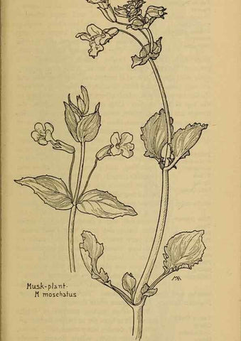 Reproducción/Reproduction 45938592785: Field book of western wild flowers /. New York :Putnam,1915.. 