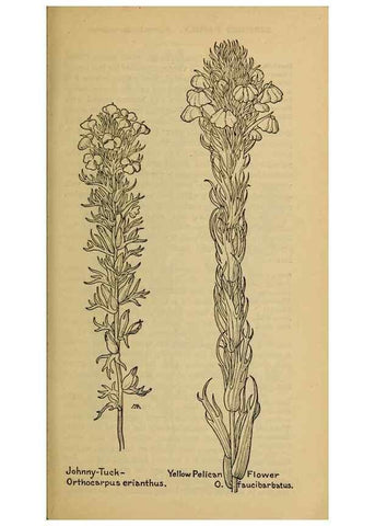 Reproducción/Reproduction 46801121262: Field book of western wild flowers /. New York :Putnam,1915.. 