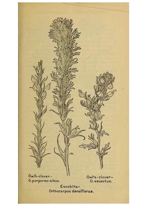 Reproducción/Reproduction 32977853118: Field book of western wild flowers /. New York :Putnam,1915.. 