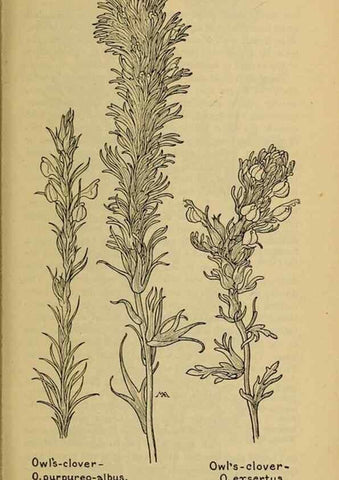 Reproducción/Reproduction 32977853118: Field book of western wild flowers /. New York :Putnam,1915.. 