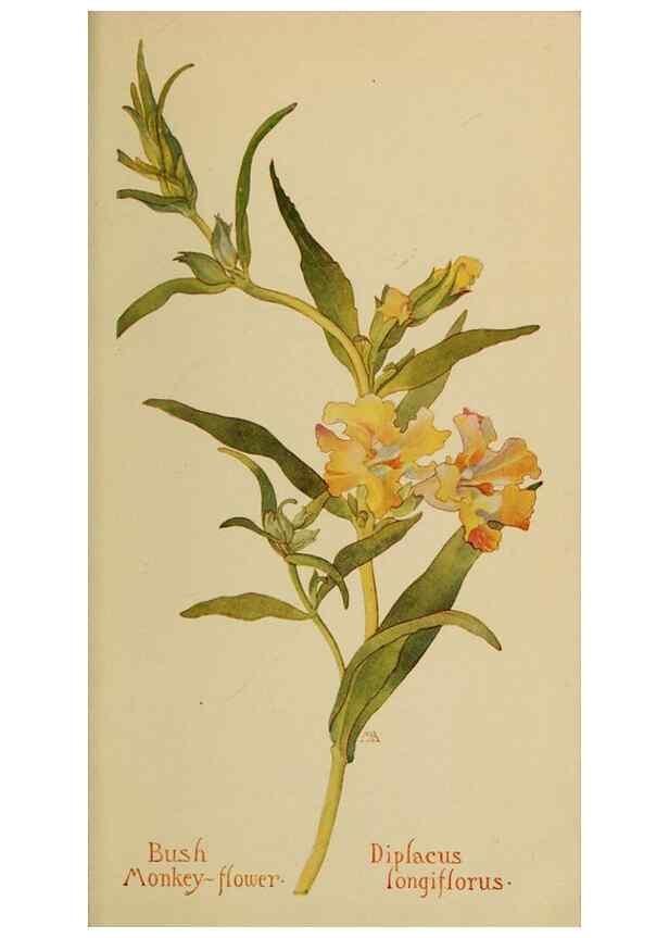 Reproducción/Reproduction 45938588925: Field book of western wild flowers /. New York :Putnam,1915.. 