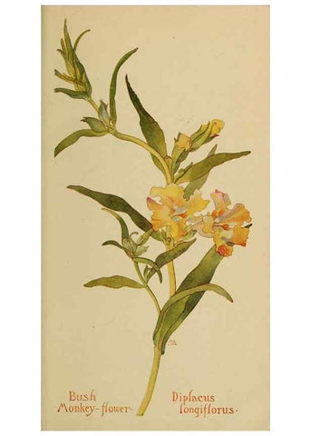 Reproducción/Reproduction 45938588925: Field book of western wild flowers /. New York :Putnam,1915.. 