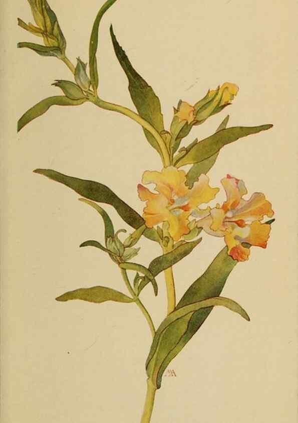 Reproducción/Reproduction 45938588925: Field book of western wild flowers /. New York :Putnam,1915.. 