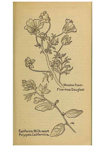 Reproducción/Reproduction 46127863074: Field book of western wild flowers /. New York :Putnam,1915.. 